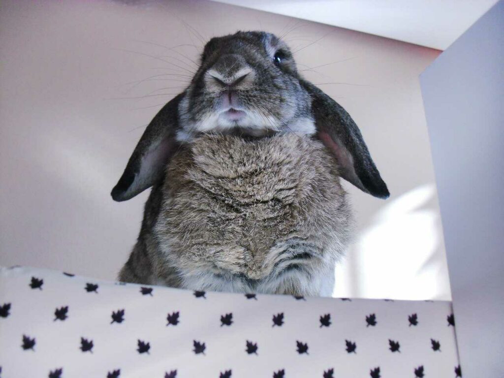 French Lop