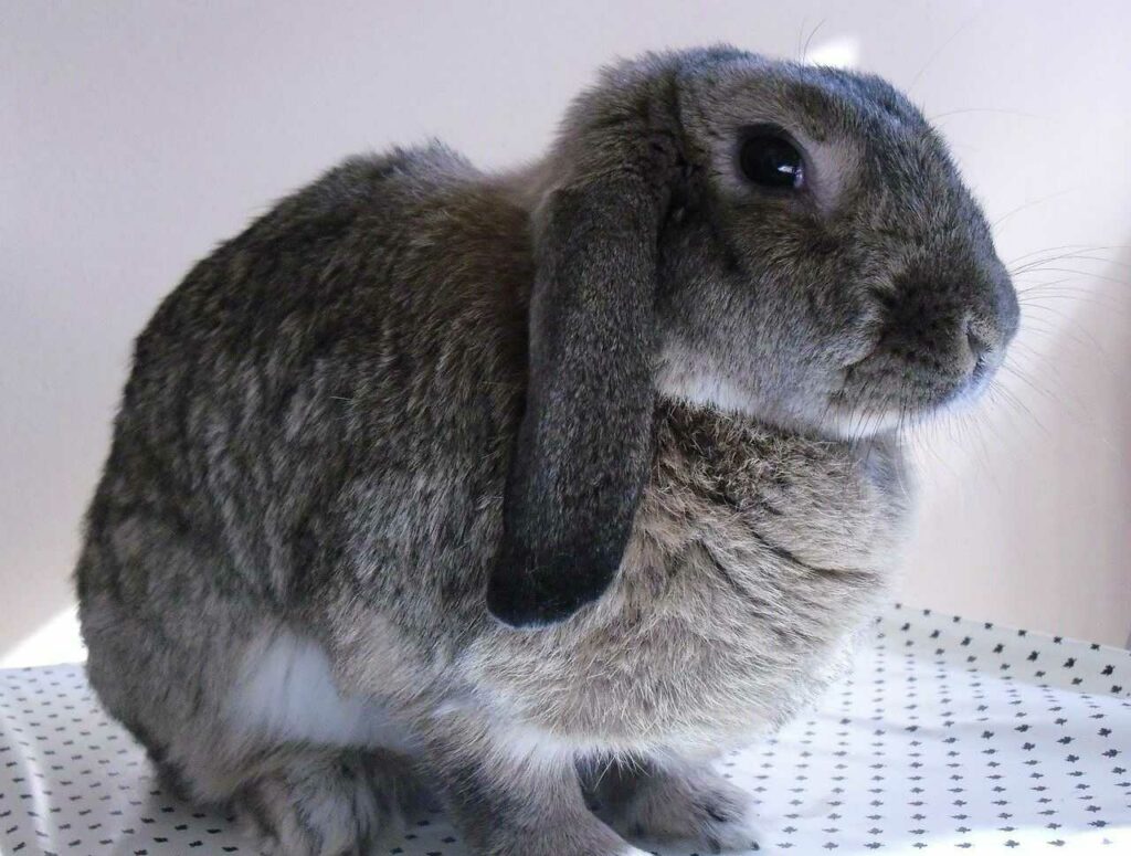 French Lop