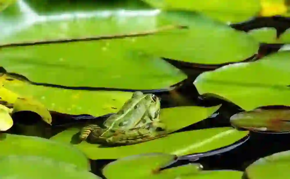 カエル