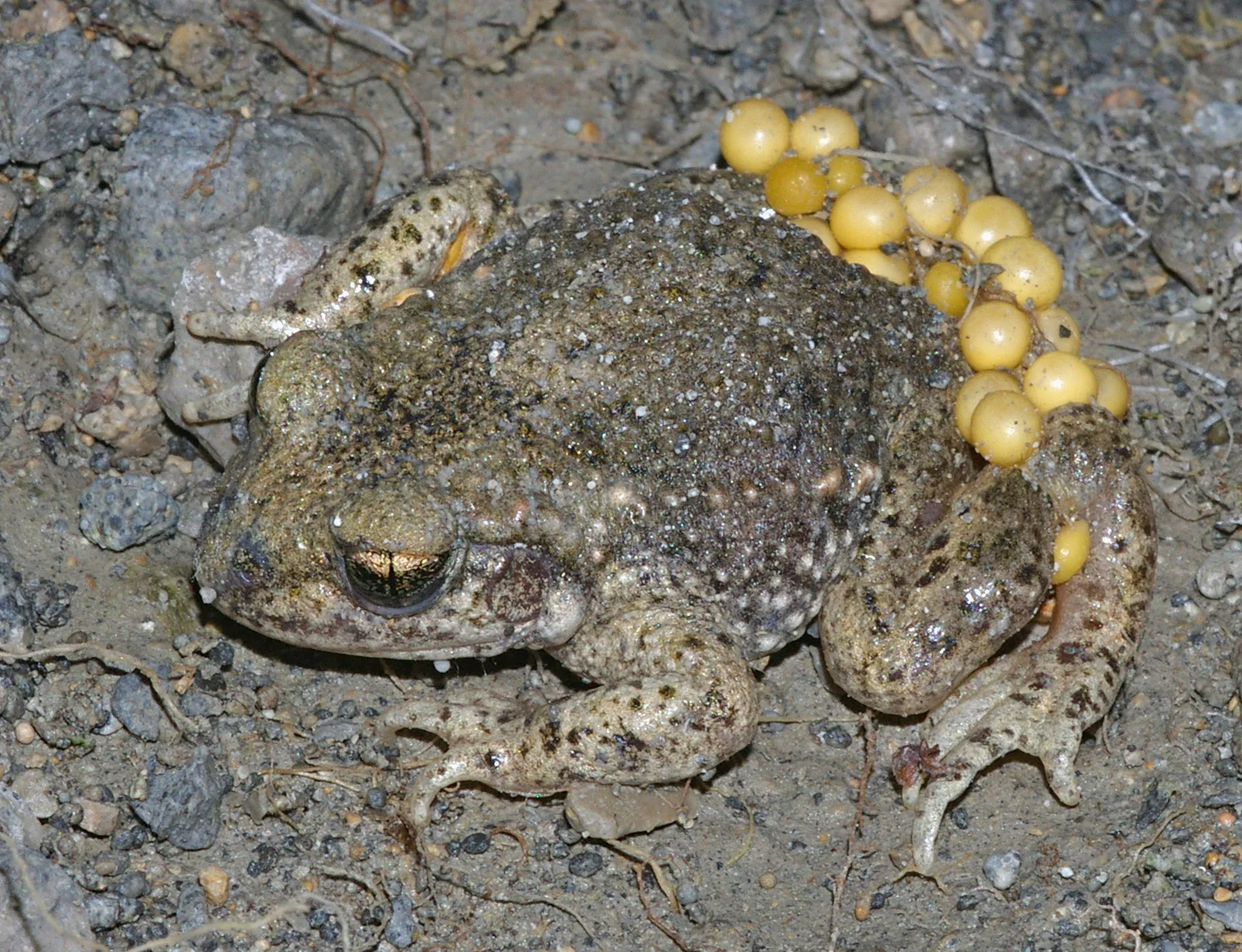 Midwife Toad