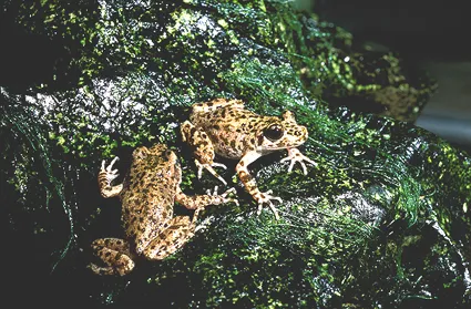 マヨルカコモリガエル