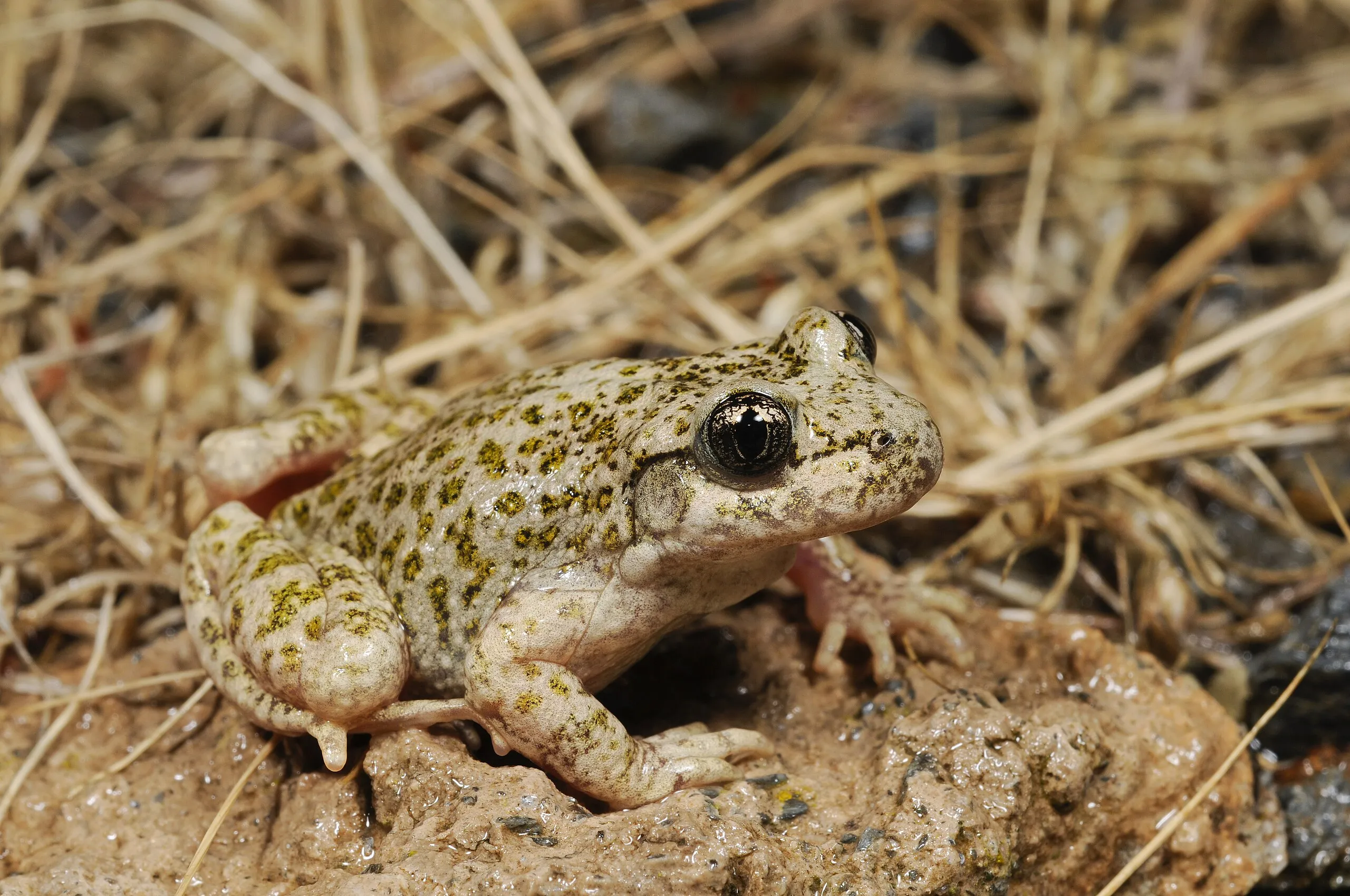 Southern Midwife Toad