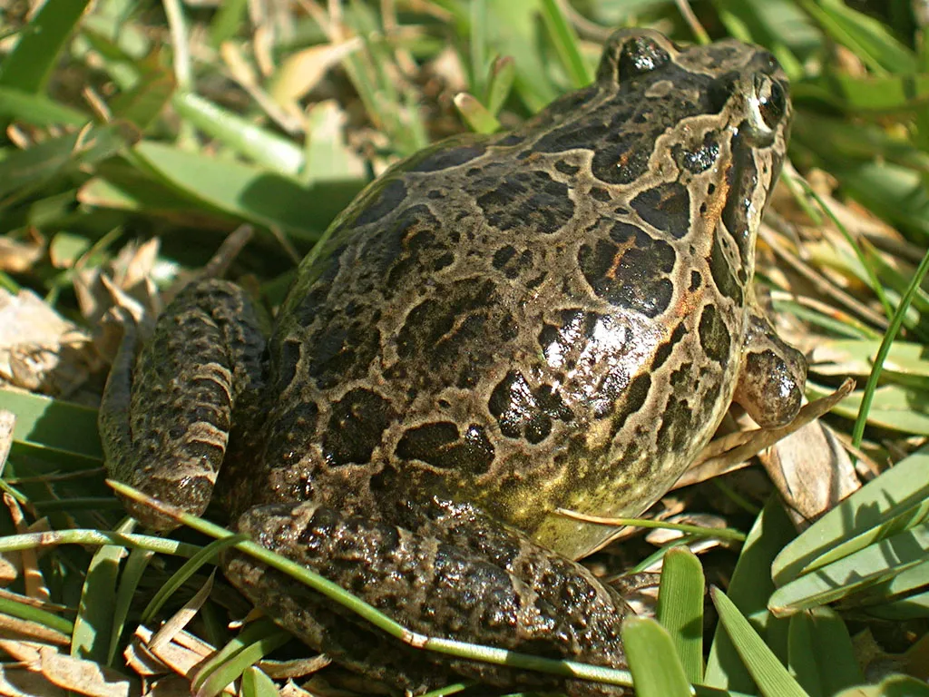 Iberian Painted Frog