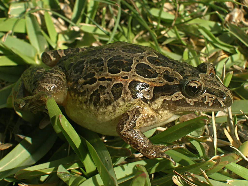 Painted Frog