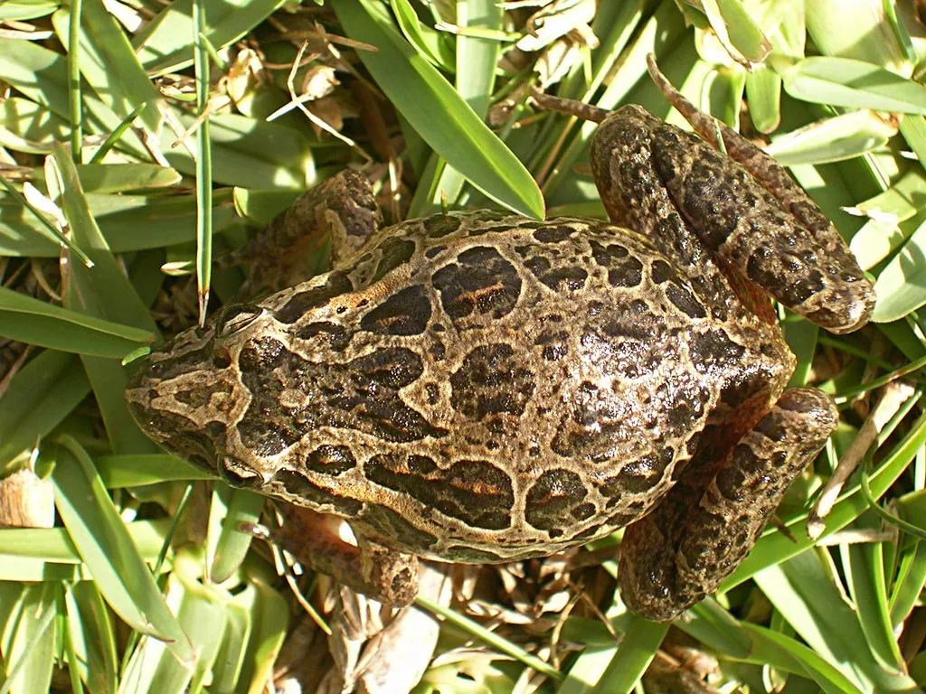 Iberian Painted Frog