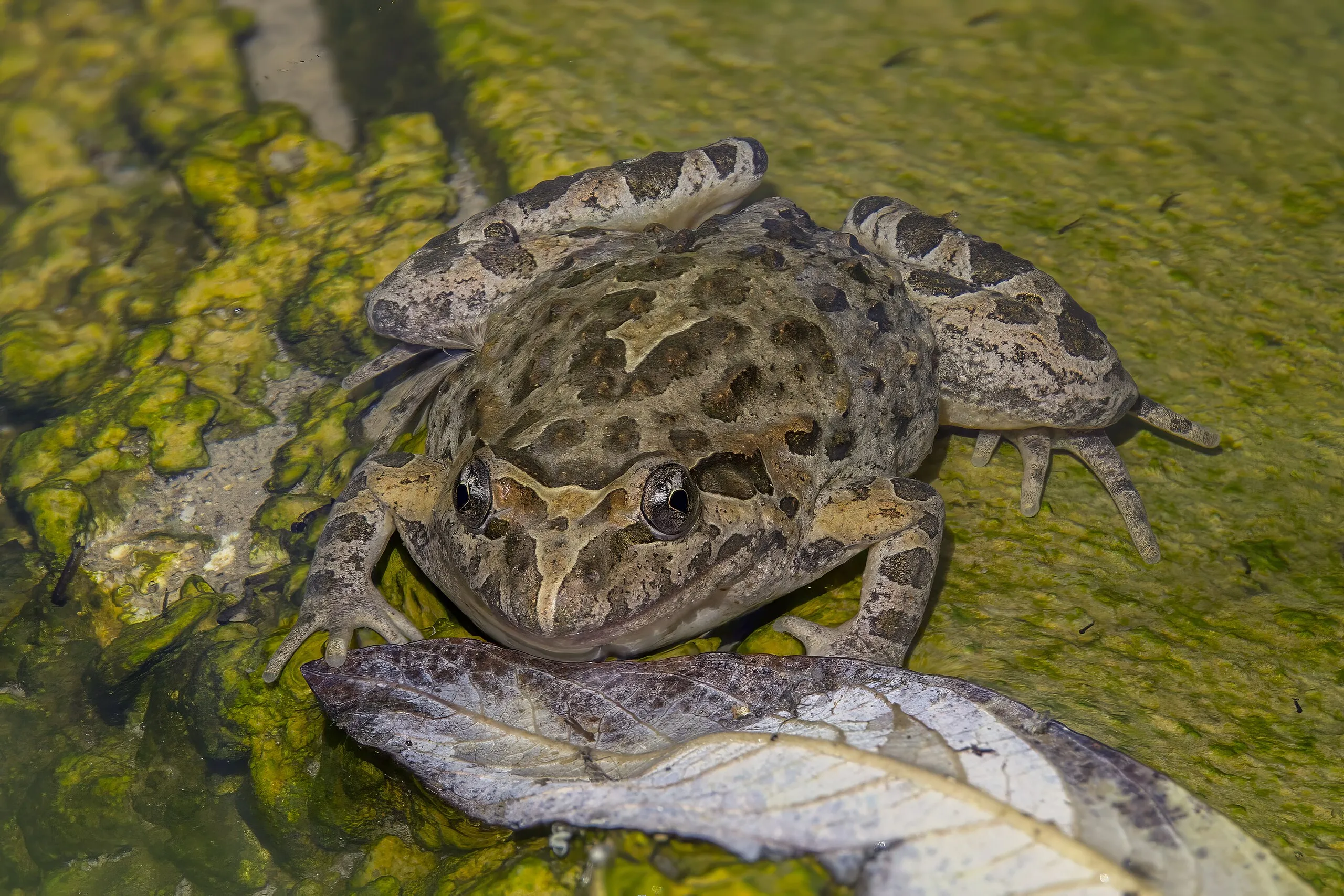 チチュウカイイロワケガエル