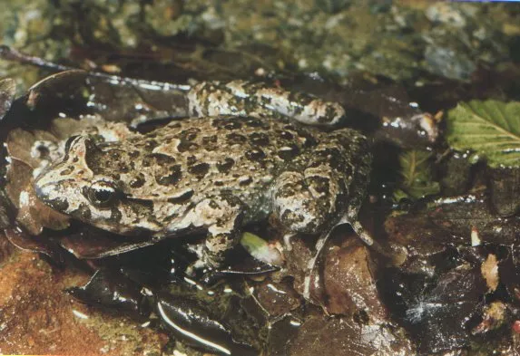 Tyrrhenian Painted Frog