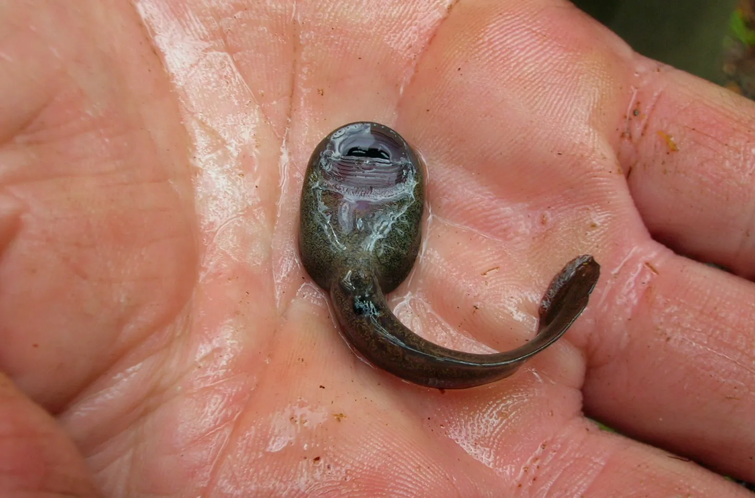 Tailed Frog