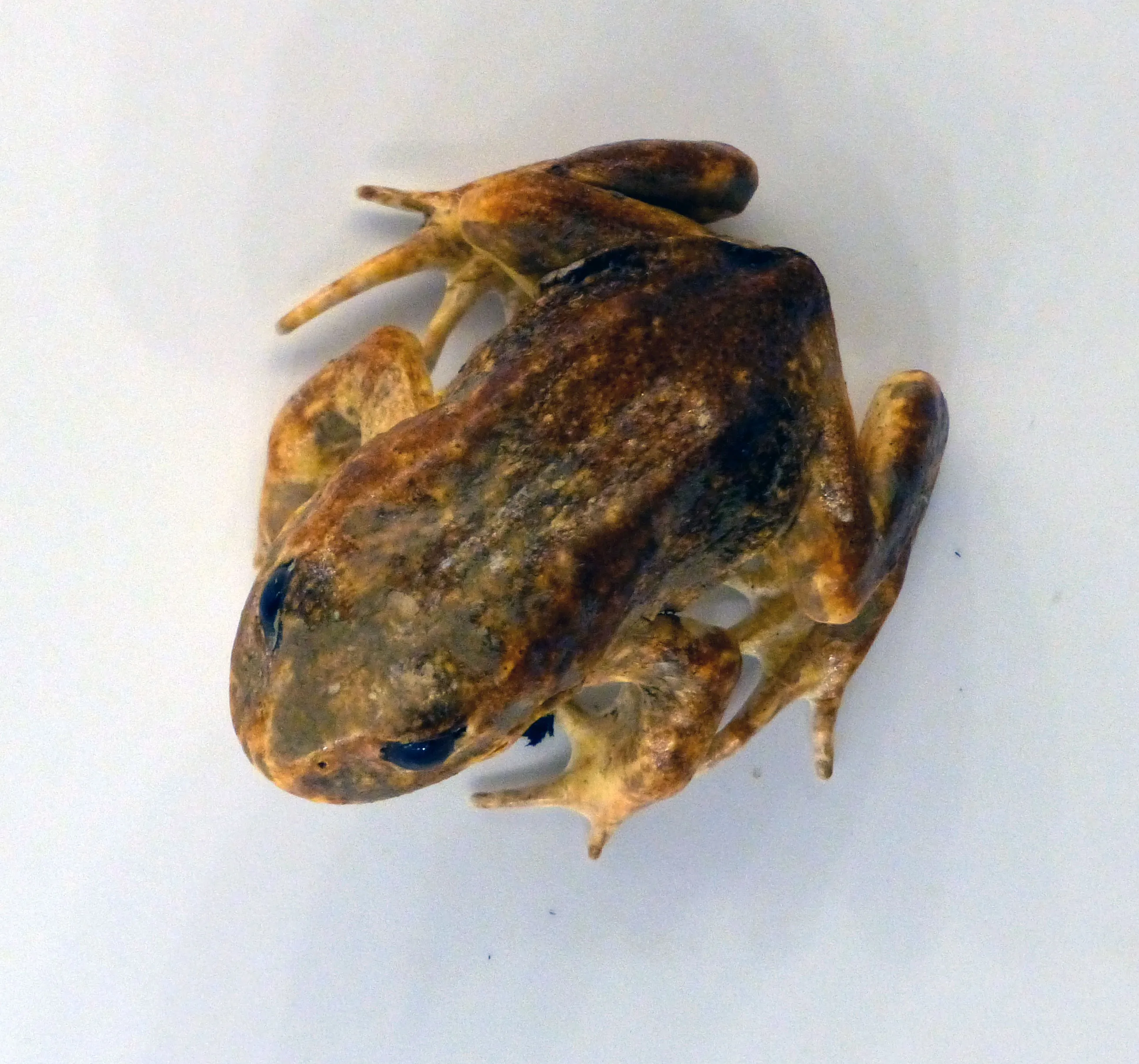 Australian Ground Frogs