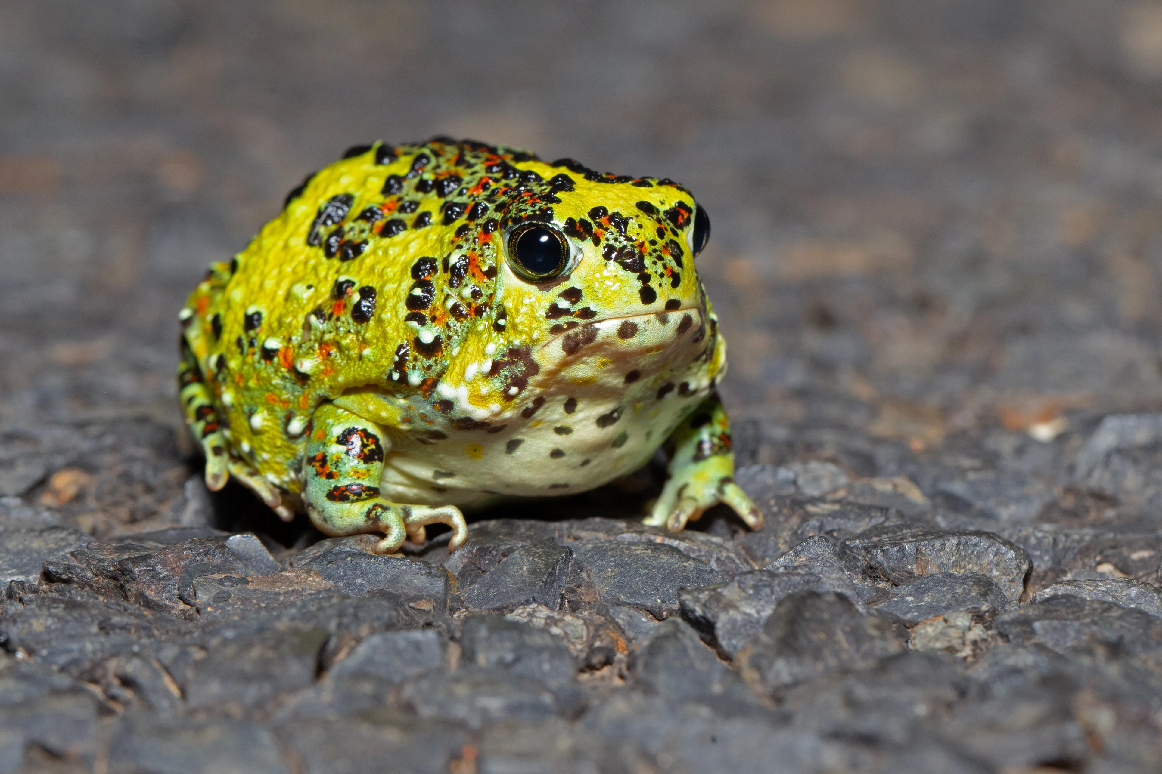 Crucifix Toad