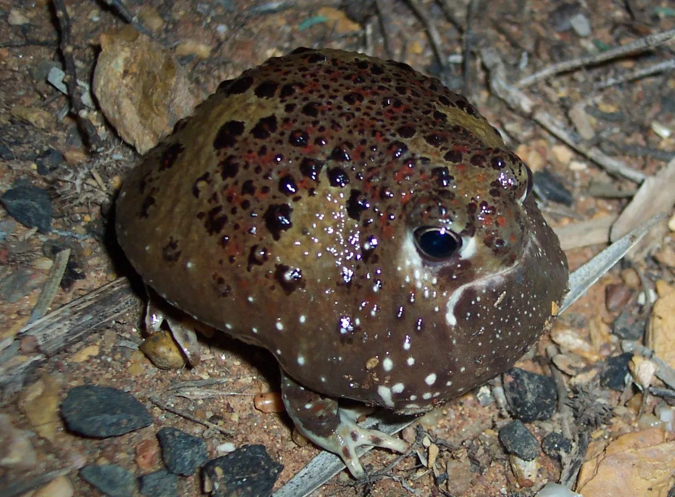 Australian Ground Frogs