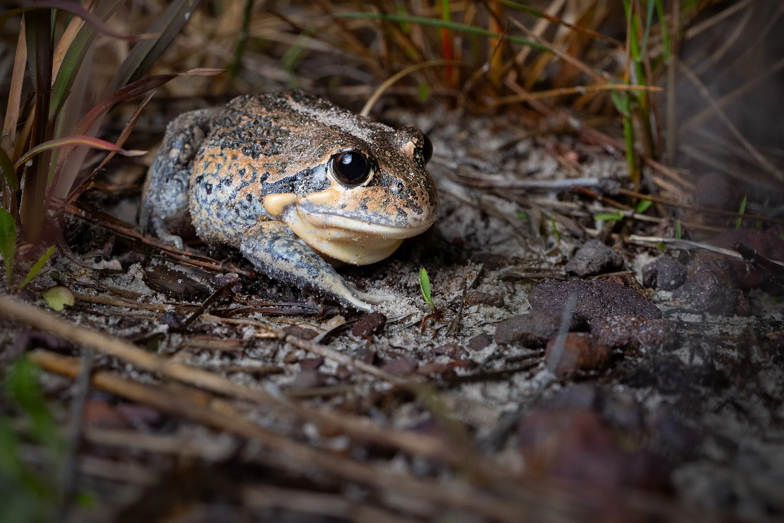 Australian Ground Frogs