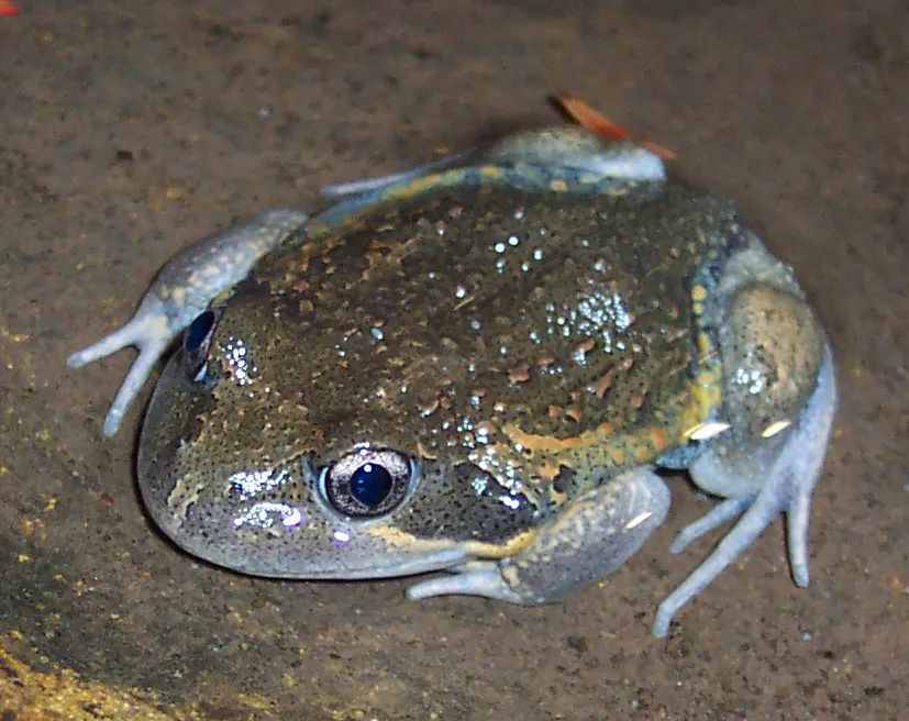 トウブバンジョーヌマチガエルの写真