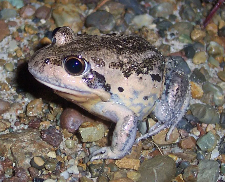 Eastern Banjo Frog