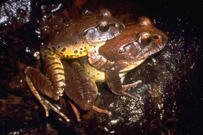 Fleay's Barred Frog