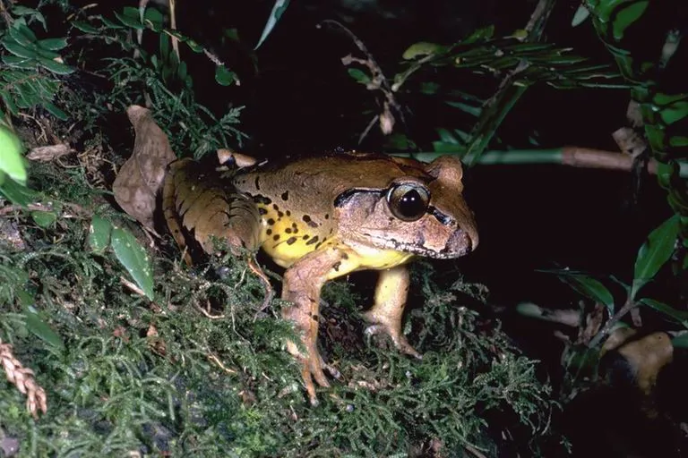 フリーズオビシマガエルの写真