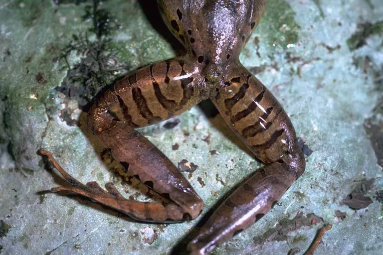 フリーズオビシマガエルの写真