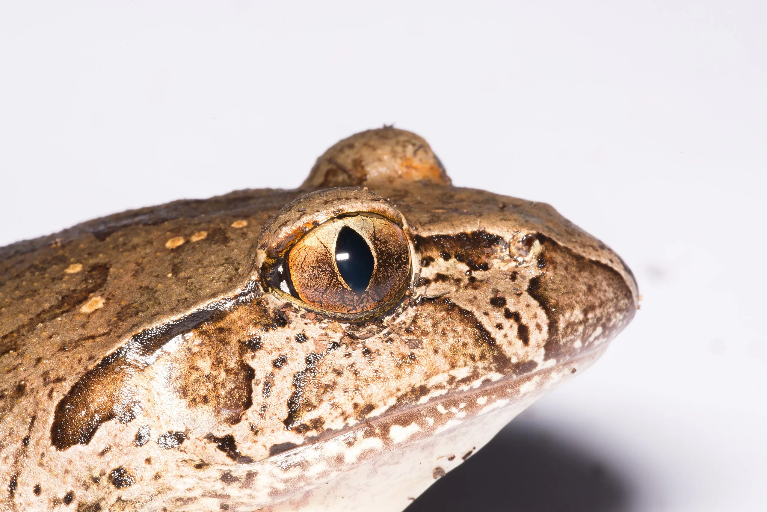 ダイオウオビシマガエルの写真