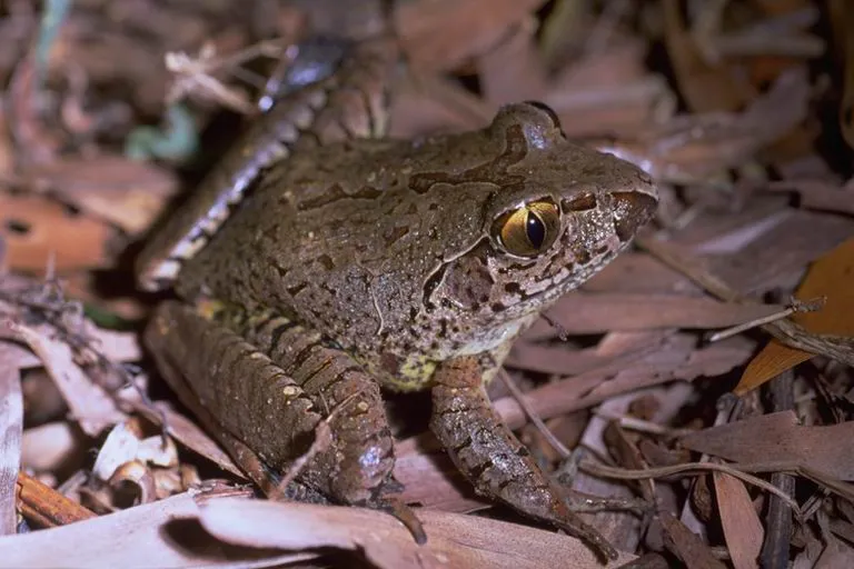 Giant Barred Frog