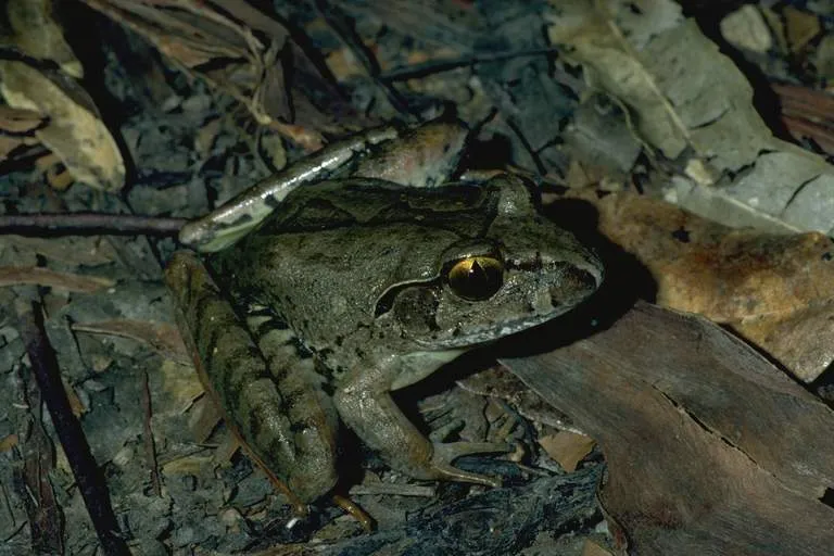 Giant Barred Frog