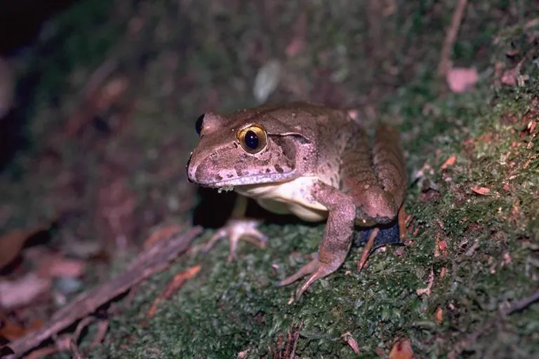 ダイオウオビシマガエルの写真