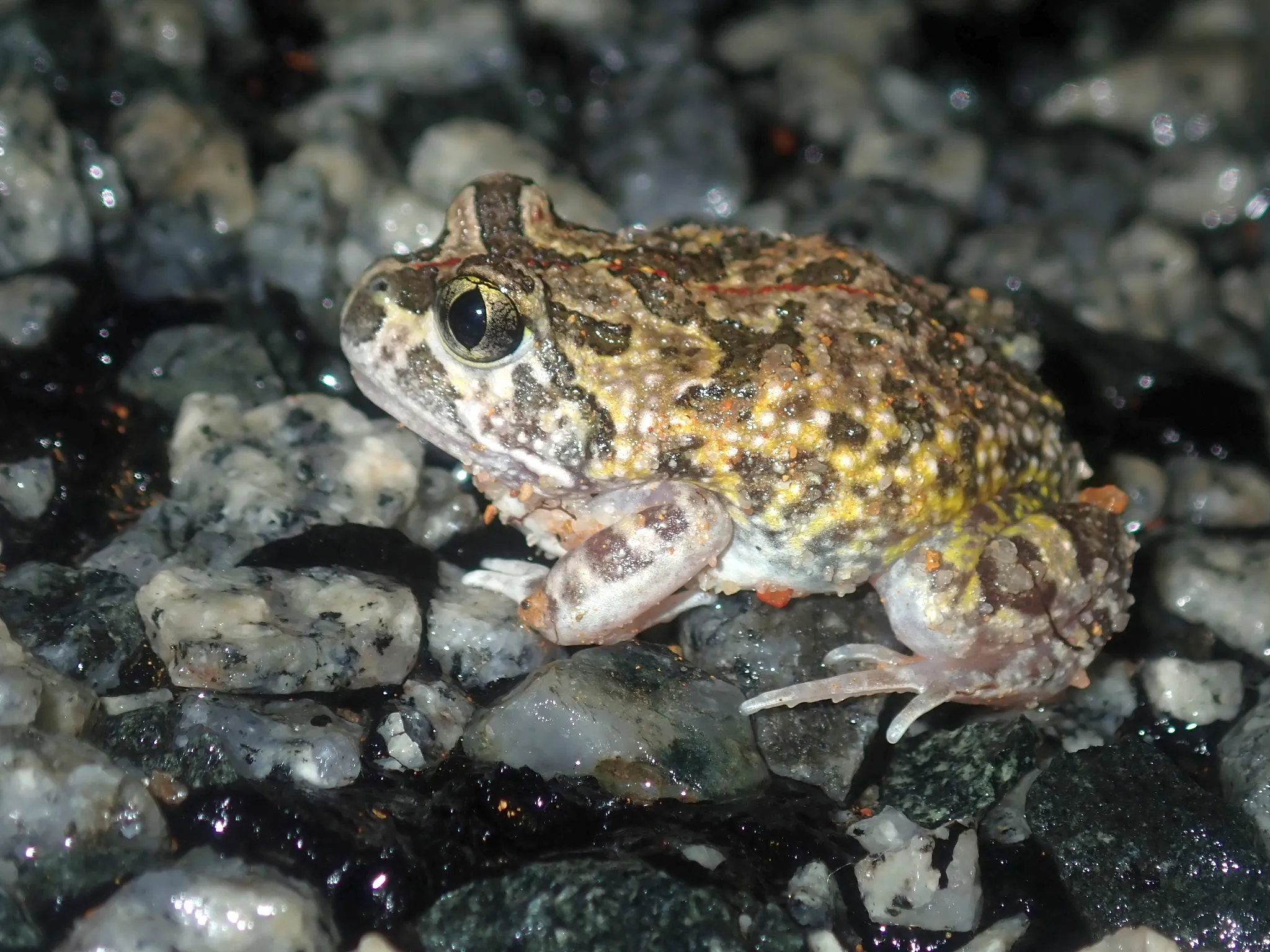 ハミングアナホリガエルの写真