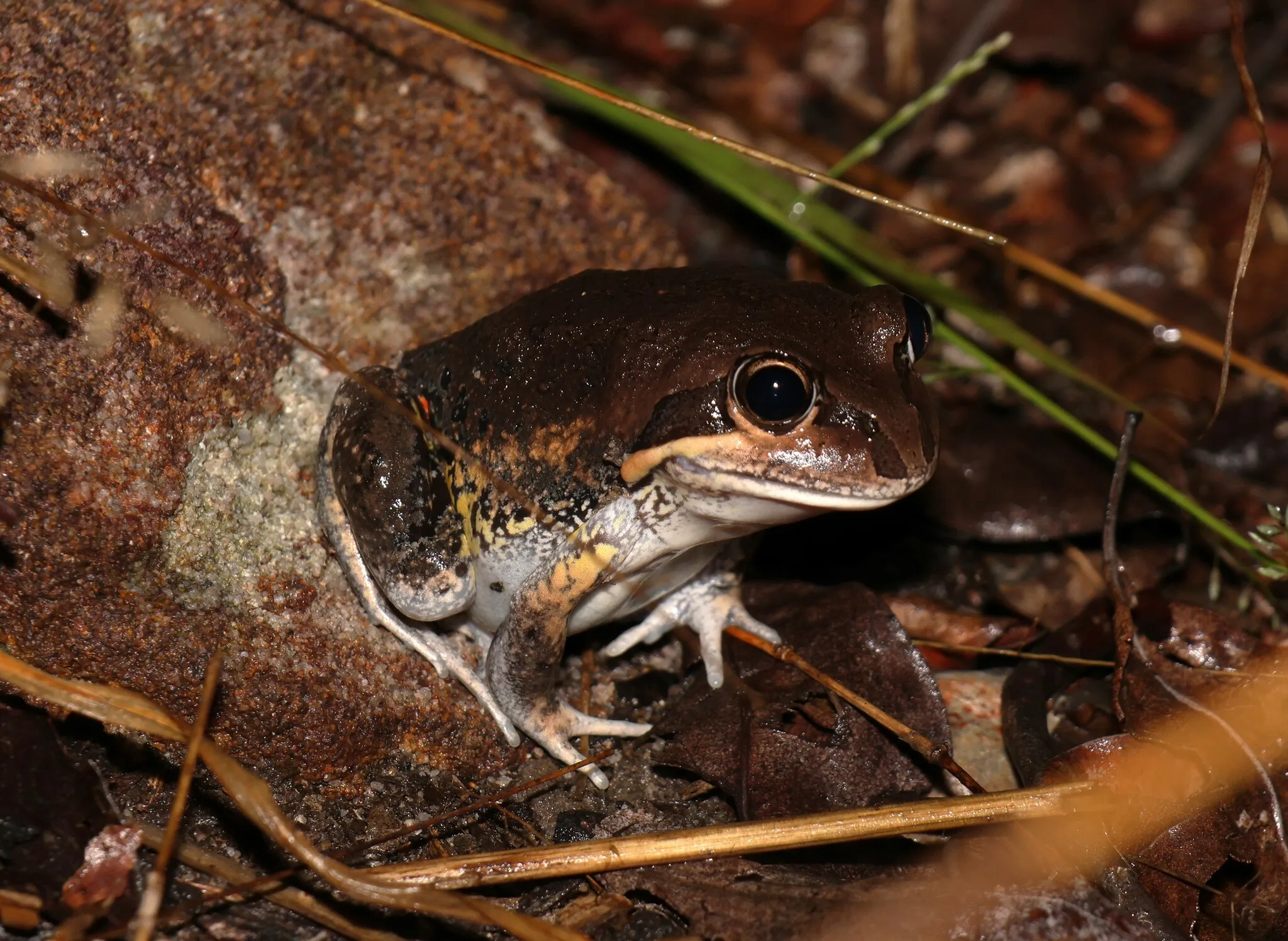 Northern Banjo Frog