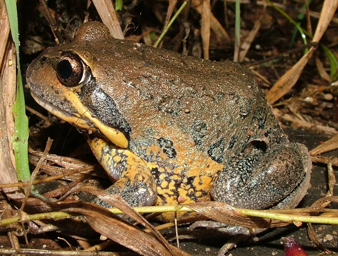 キタバンジョーヌマチガエルの写真