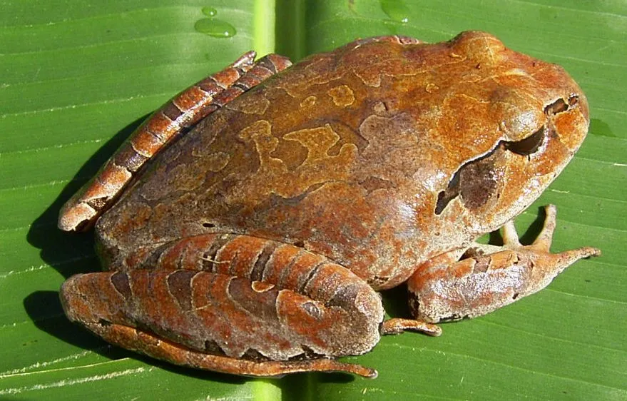 Northern Barred Frog