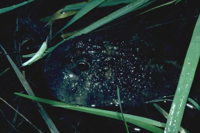 Northern Spadefoot Toad