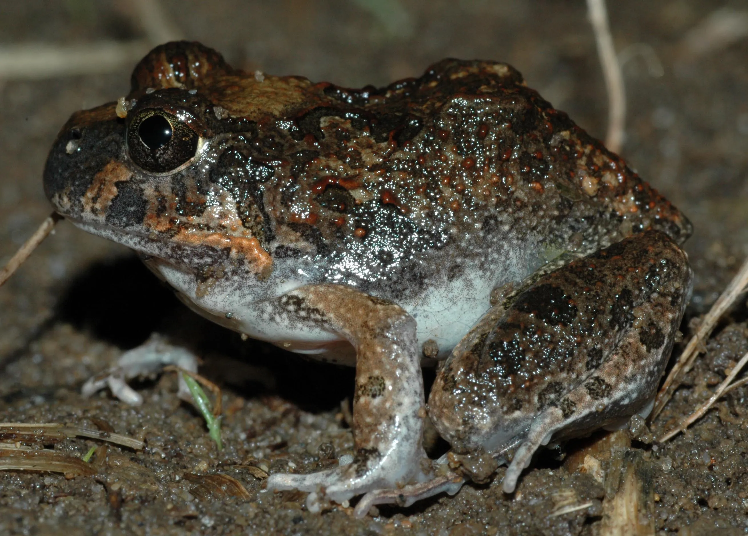 Ornate Burrowing Frog