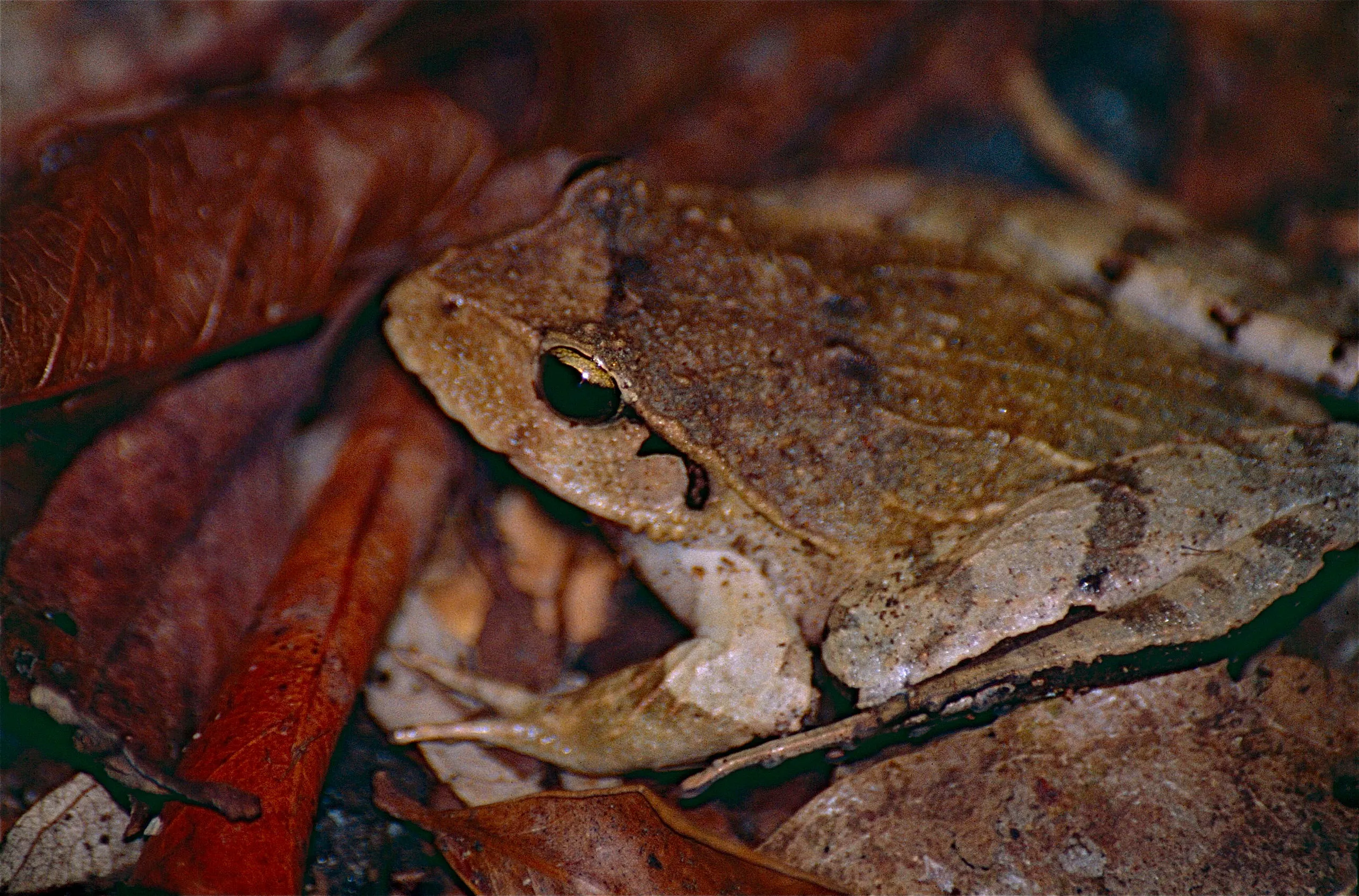 Sandpaper Frog