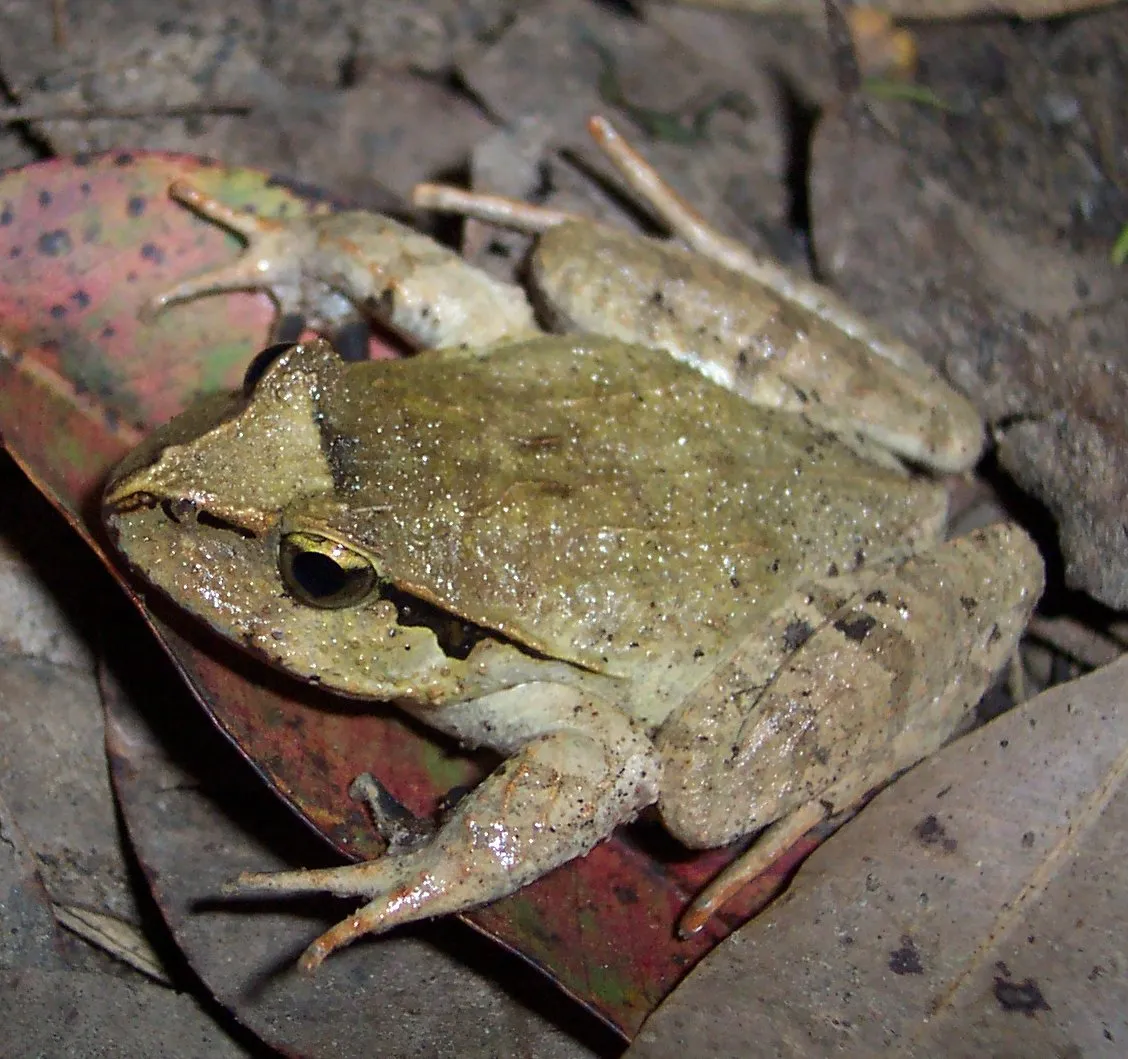 Sandpaper Frog