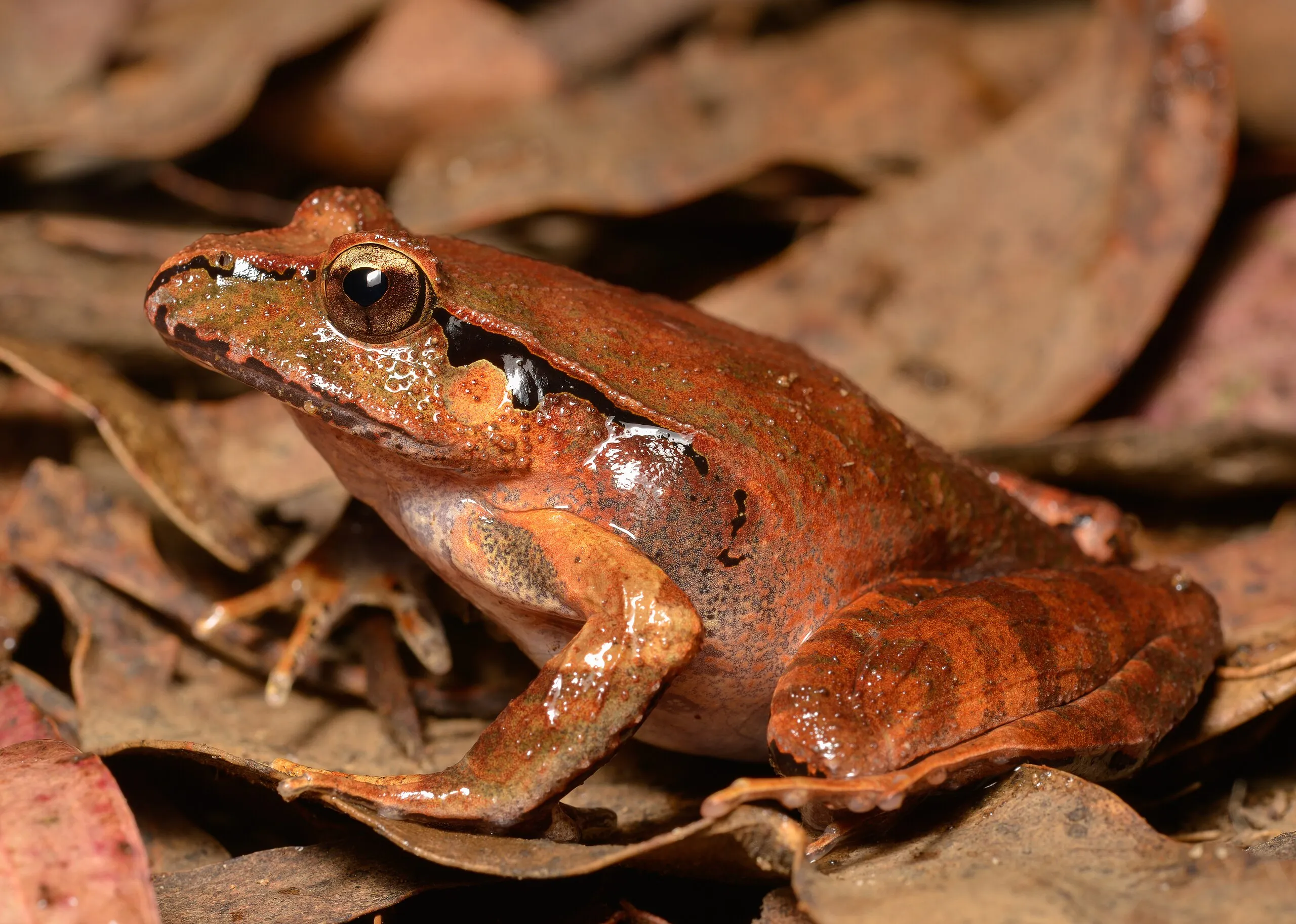 Sandpaper Frog