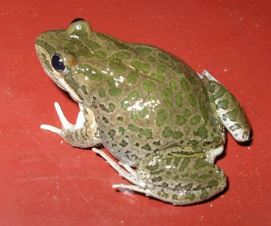 Spotted Grass Frog