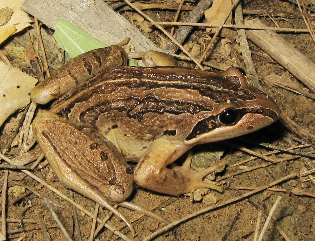 Striped Marsh Frog