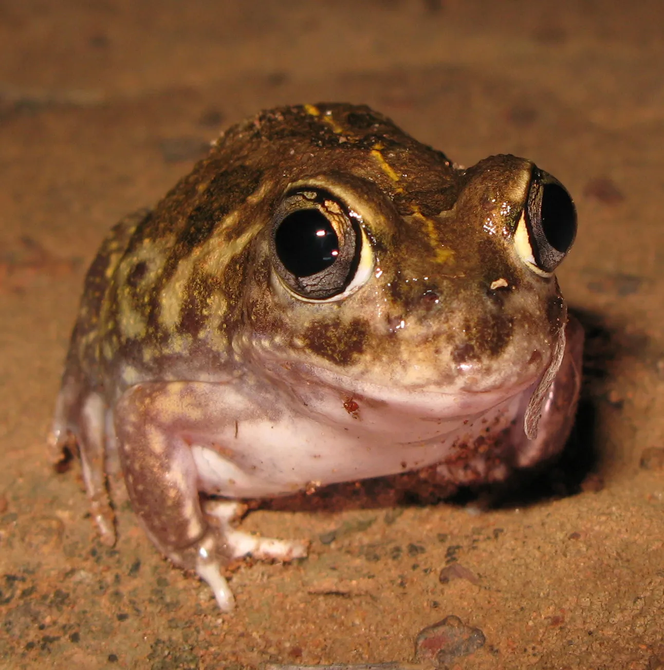 サデルズアナホリガエルの写真