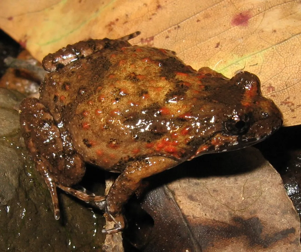 Tusked Frog