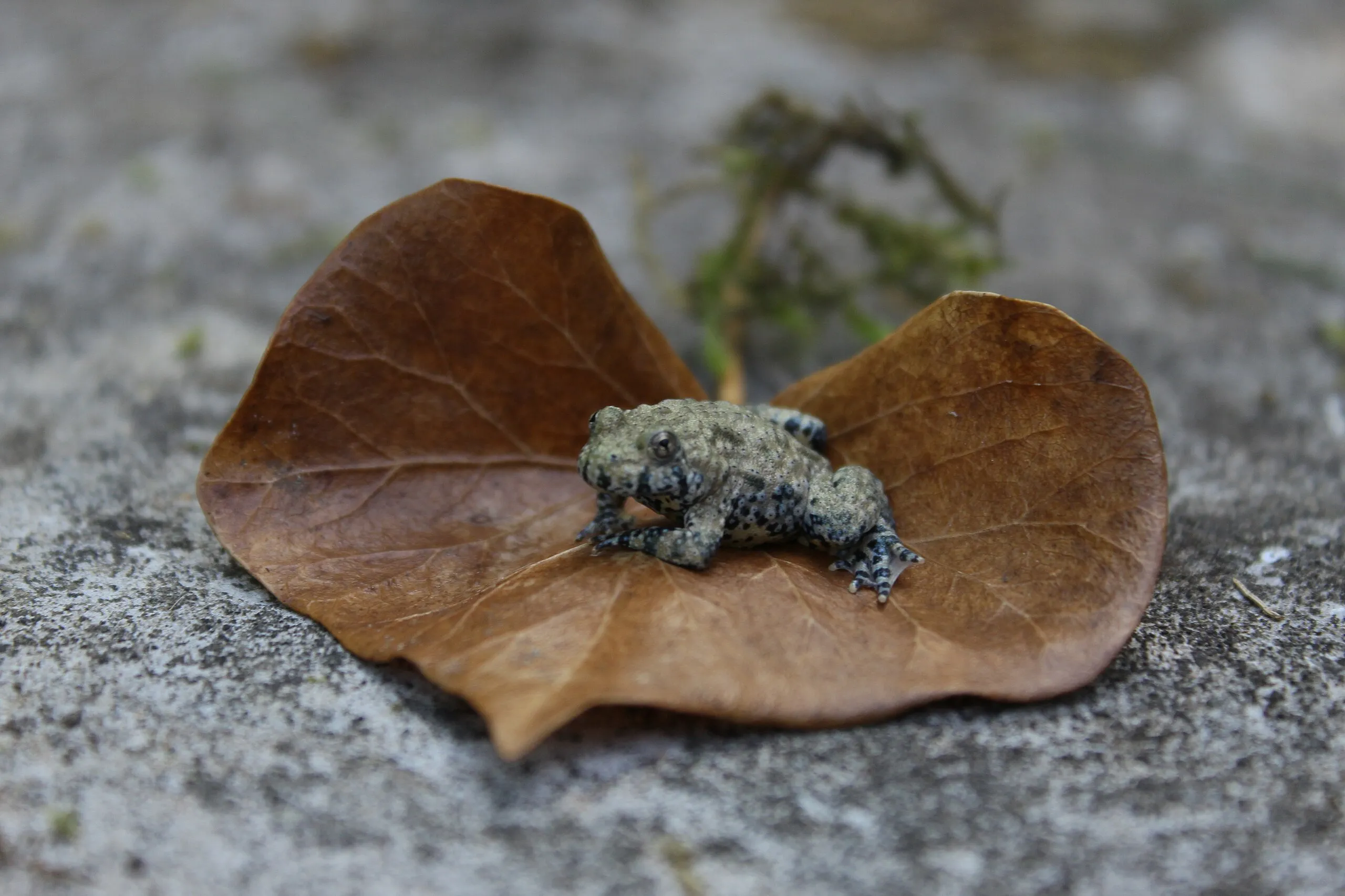 Fire-bellied Toads