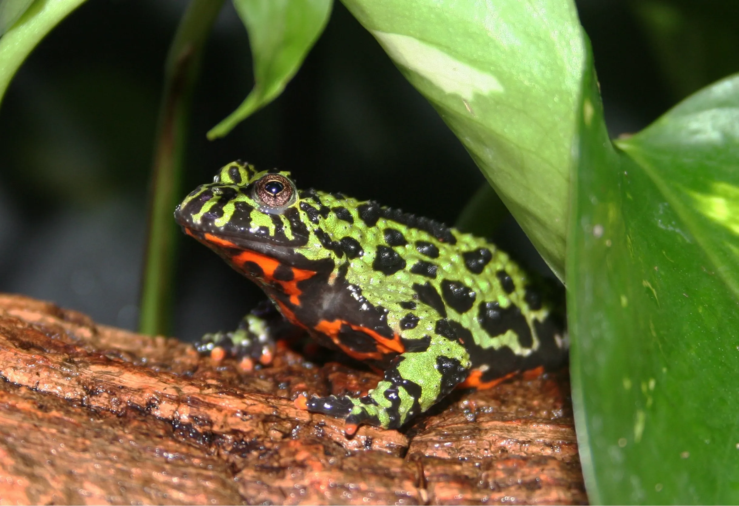 Oriental Fire-bellied Toad