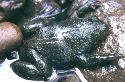 Philippine Flat-headed Frog