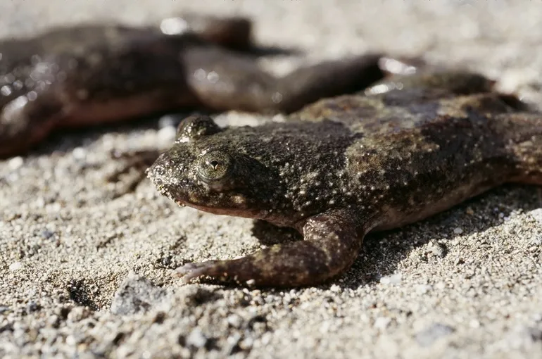 Philippine Flat-headed Frog