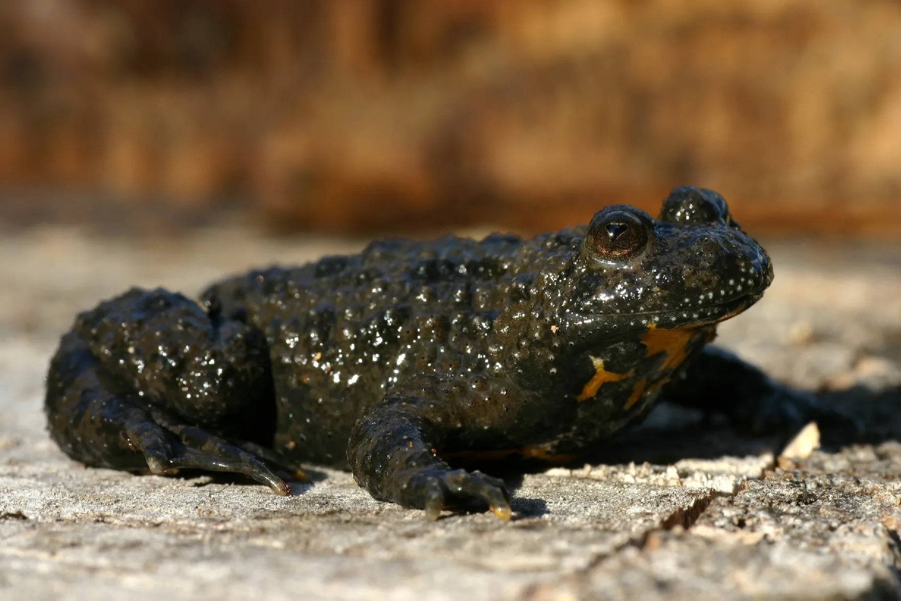 Yellow-bellied Toad