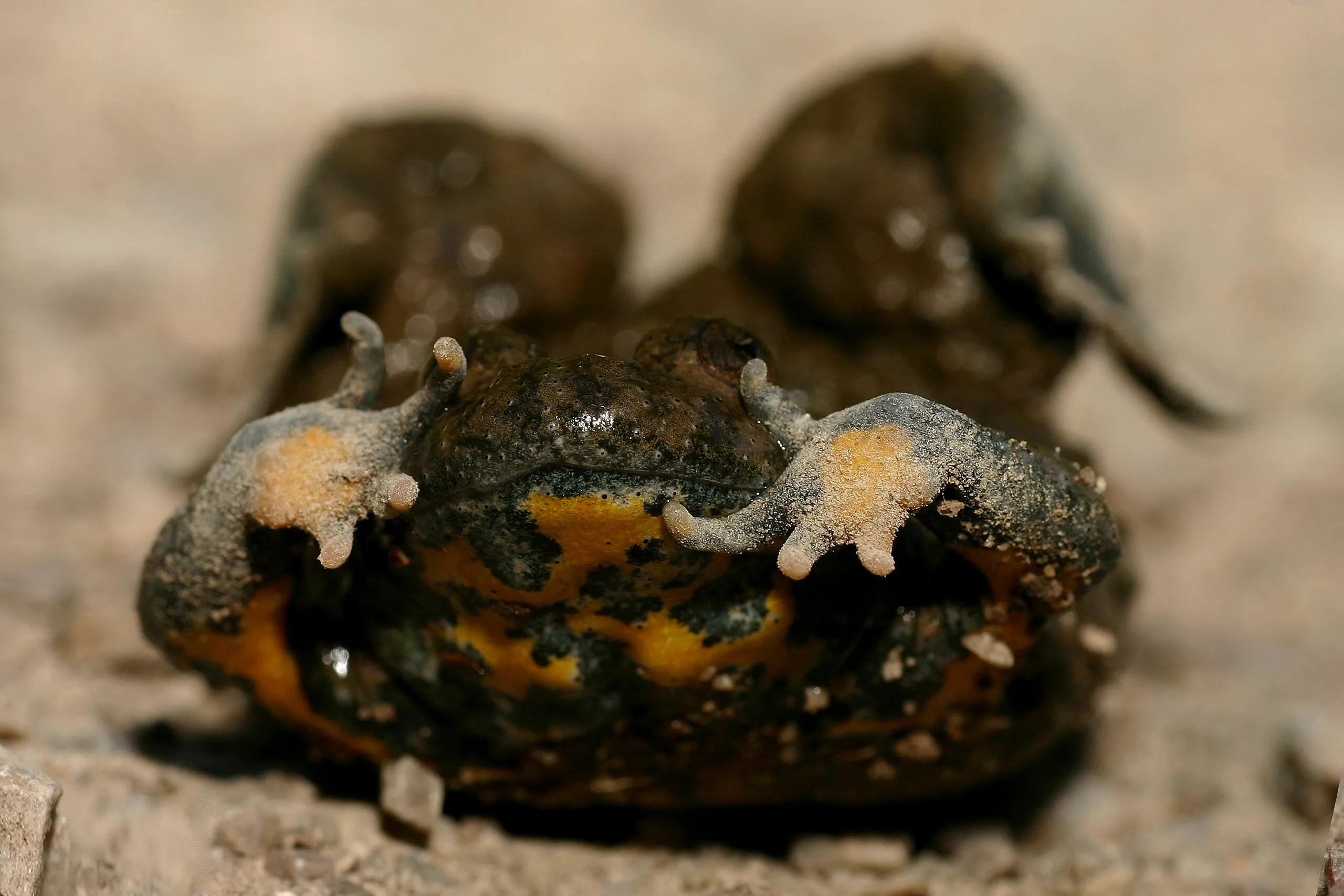 Yellow-bellied Toad