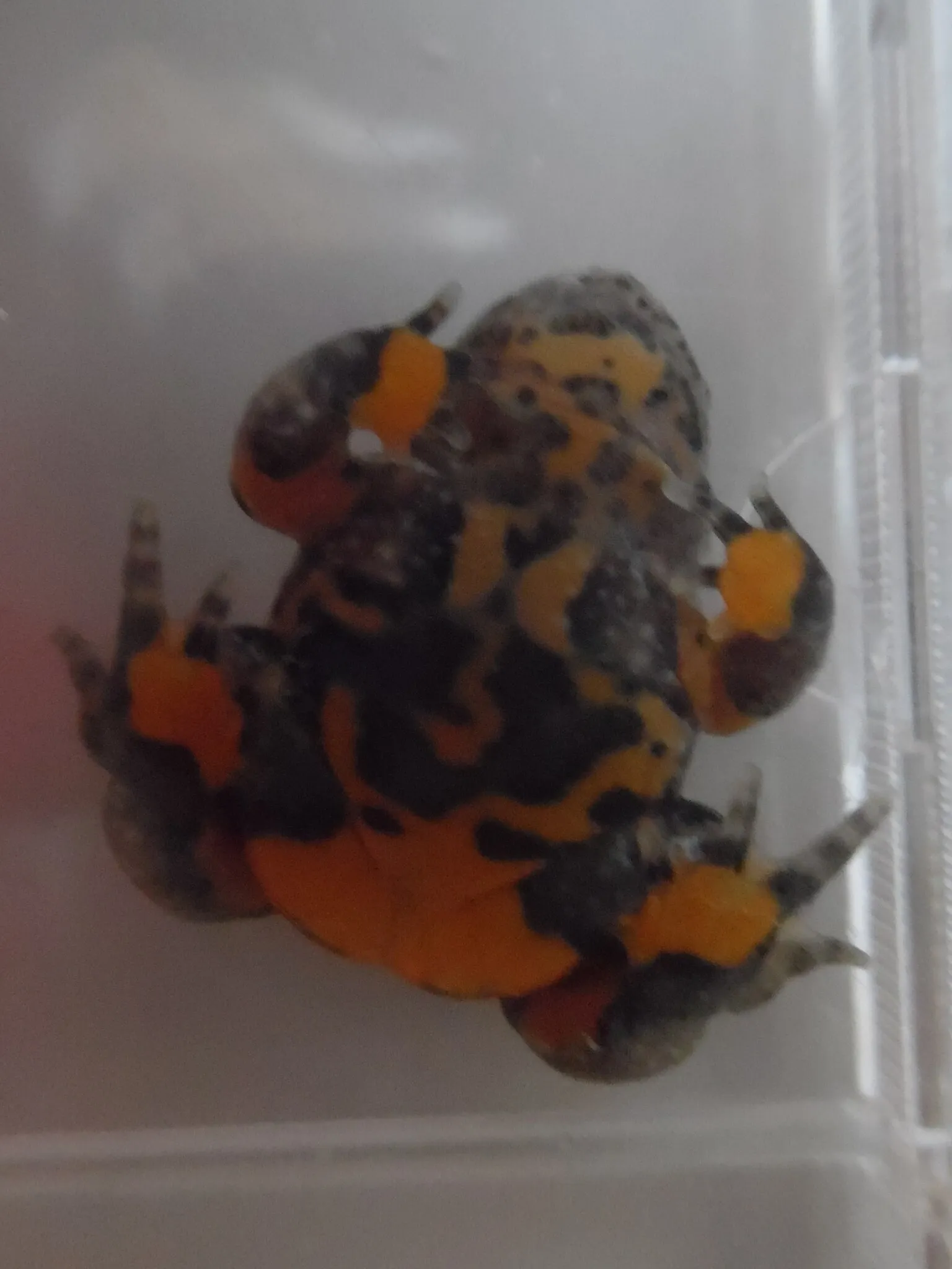 Yunnan Firebelly Toad