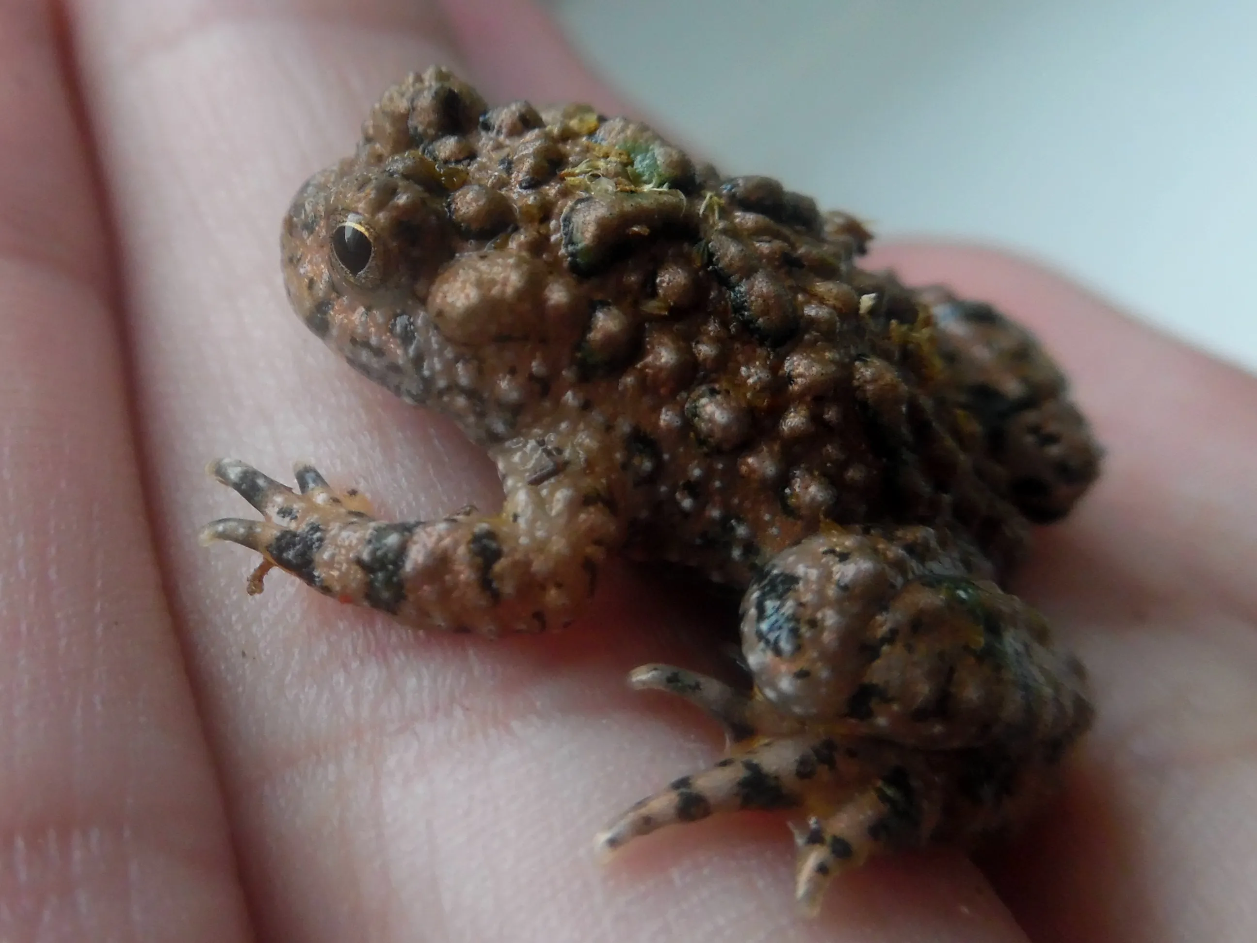 Yunnan Firebelly Toad