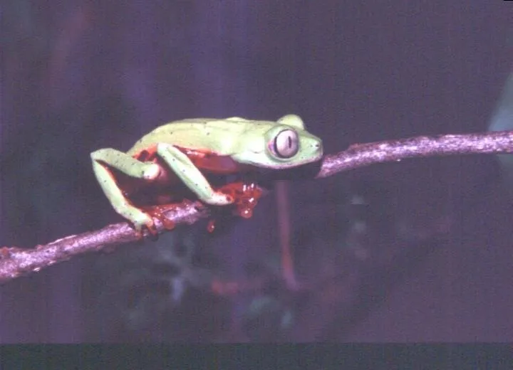 Chocolatefoot leaf frog