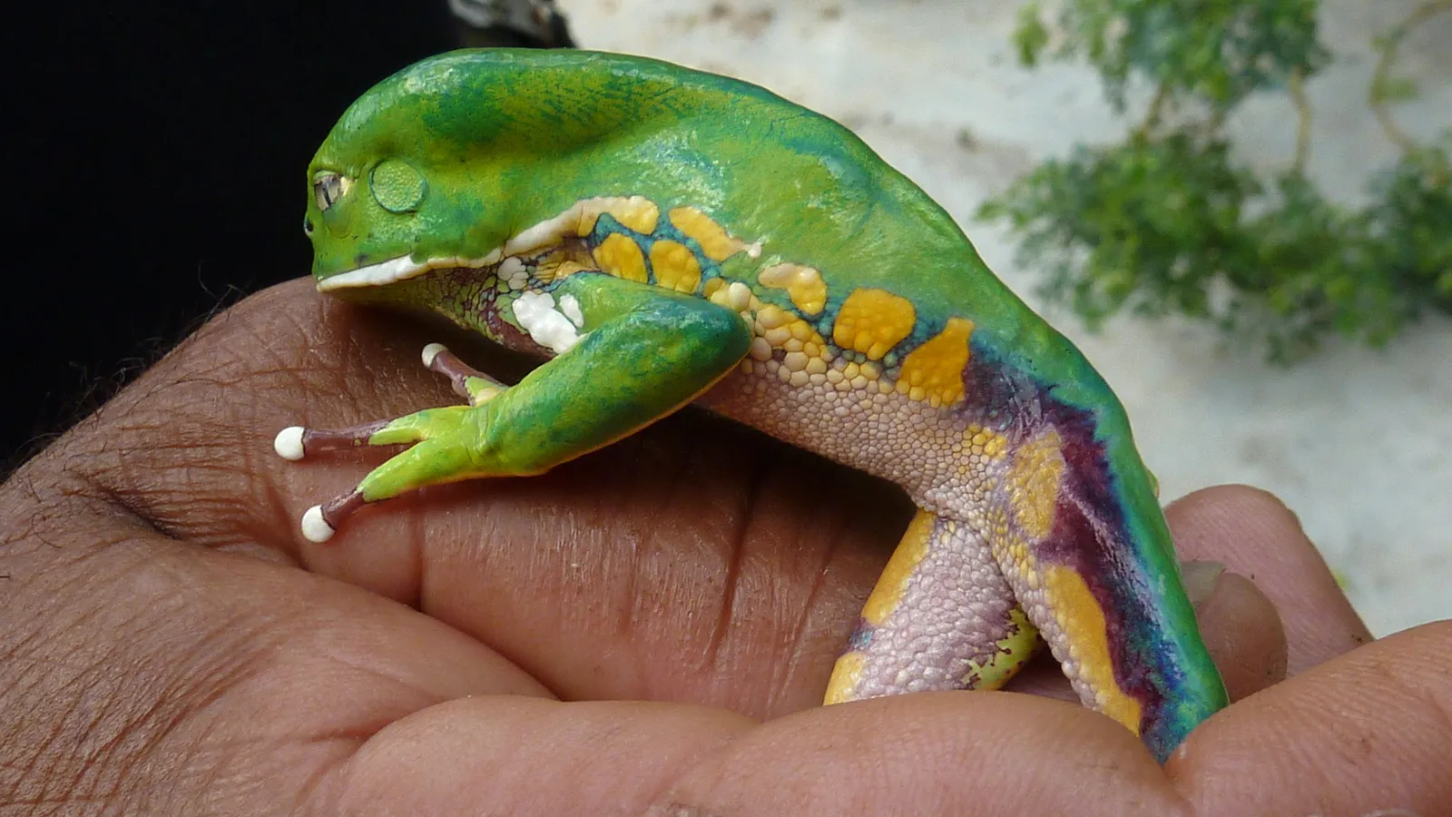 Burmeister's leaf frog