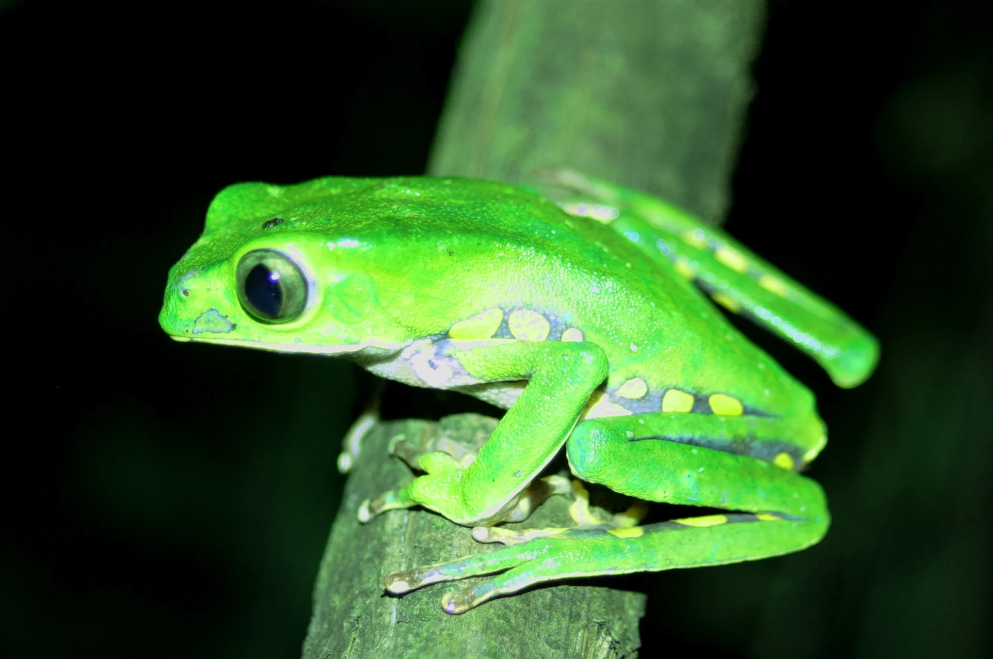 Burmeister's leaf frog