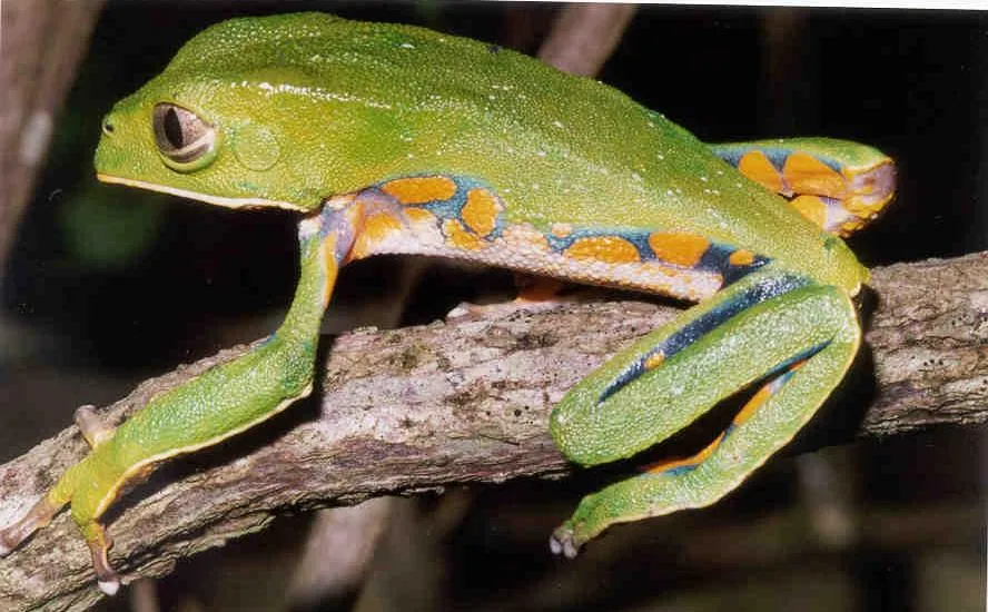 Burmeister's leaf frog